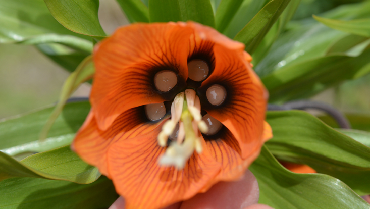 Tepalen-Nektarien bei Fritillaria imperialis Blick in die Blüte von Fritillaria imperialis, mit Tepalen-Nektarien