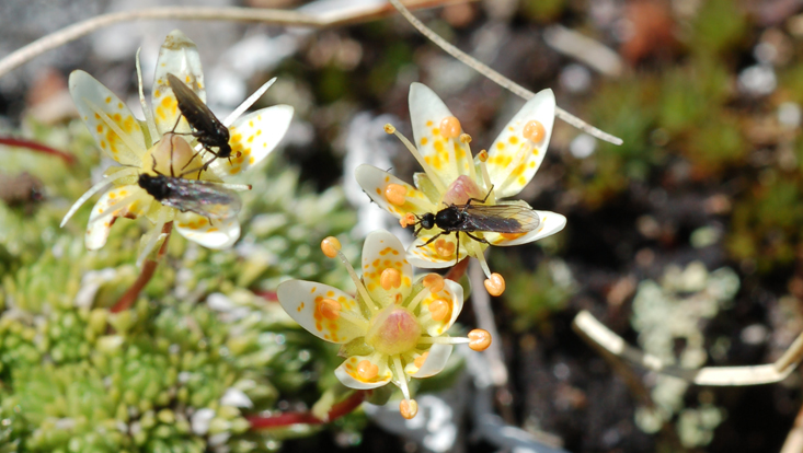 Saxifraga bryoides Foto von Saxifraga bryoides als Beispiel für Myiophilie = Anpassung an Dipteren als Bestäuber; gepunktete Blüten sind für Fliegen besonders attraktiv