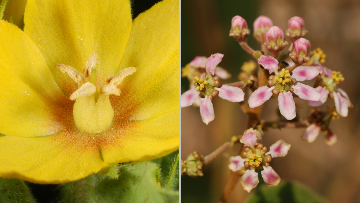 Ölblumen, links Lysimachia punctata, rechts Banisteriopsis campestris Fotos von Ölblumen, links Lysimachia punctata, mit Trichom-Elaiophoren auf den Filamenten und der Basis der Petalen, rechts Banisteriopsis campestris, mit Elaiophoren an den Kelchblättern