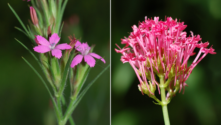links Dianthus armeria, recht Centranthus ruber Fotos als Beispiele für Psychophilie = Anpassung an Tagfalter als Bestäuber: links Dianthus armeria, rechts Centranthus ruber