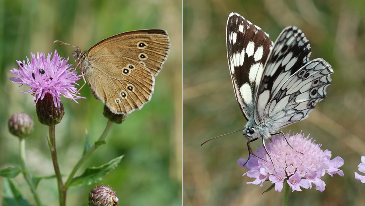 Tagfalter auf Infloreszenblumen Fotos von Tagfaltern auf Infloreszenblumen als Beispiele für Psychophilie = Anpassung an Tagfalter als Bestäuber; links Brauner Waldvogel (Aphantopus hyperanthus) an Ackerkratzdistel (Cirsium arvense), rechts Schachbrettfalter (Melanargia galathea) a