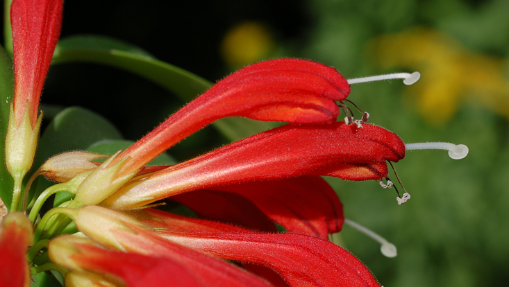 Aeschynanthus evrardii Foto von Aeschynanthus evrardii als Beispiel für Ornithophilie = Anpassung an Vögel als Bestäuber