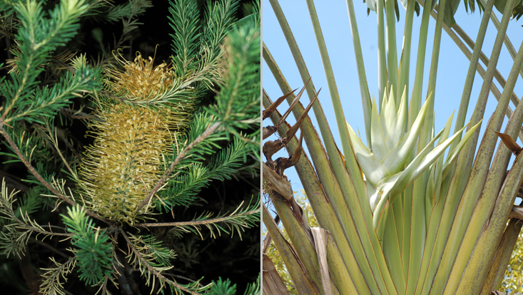 Bestäubung durch nicht-fliegende Säugetiere: links Banksia ericifolia, rechts Ravenala madagascariensis Fotos als Beispiele für Therophilie = Anpassung an Bestäubung durch nicht-fliegende Säugetiere: links Banksia ericifolia, rechts Ravenala madagascariensis