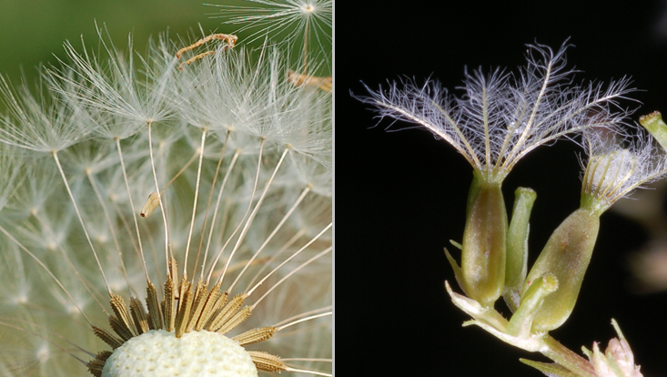 Schirmflieger: links Asclepias syriaca, rechts Valeriana officinalis Fotos als Beispiele für Anemochorie = Anpassung an Ausbreitung durch Wind; Pogonochore = Schirmflieger: links Asclepias syriaca, Samenhaare, rechts Valeriana officinalis, Pappus = umgewandelter Kelch