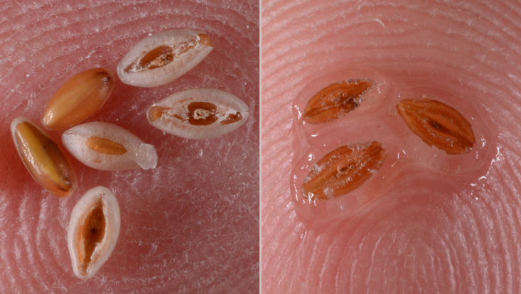 Myxochorie: Samen von Plantago ovata, links trocken, rechts befeuchtet Fotos der Samen von Plantago ovata als Beispiel für Epizoochore = Pflanzen deren Diasporen auf der Oberfläche von Tieren ausgebreitet werden, hier Myxochore = mithilfe von Klebstoff haftende Diasporen: links trocken, rechts befeuchtet