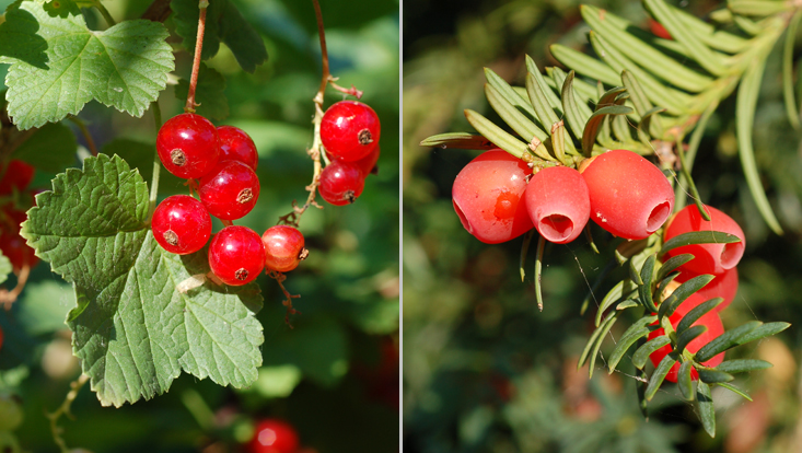 Ornithochorie: links Ribes rubrum, rechts Taxus baccata Fotos als Beispiele für Endozoochorie = Ausbreitung durch den Darm von Tieren, hier Ornithochorie = Ausbreitung durch Vögel: links Ribes rubrum, mit saftig-fleischigem Perikarp und Sarcotesta, rechts Taxus baccata, mit fleischigem Arillus