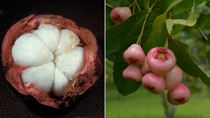 Früchte, die gern von Primaten gefressen werden: links Garcinia mangostana, rechts Syzygium samarangense Fotos von Früchten, die gern von Primaten gefressen werden: links Garcinia mangostana, rechts Syzygium samarangense