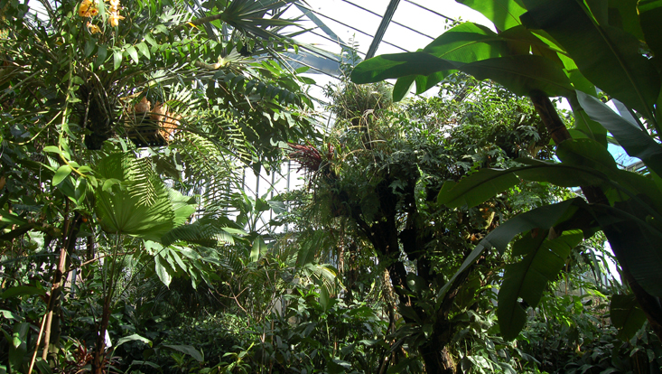 Blick ins Tropenhaus im alten botanischen Garten Hamburg Blick ins Tropenhaus im alten botanischen Garten Hamburg