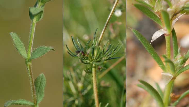 Leaves in Caryophyllaceae: Cerastium fontanum (left); Spergula arvensis (center); Spergularia rubra (right) Photos of leaves in Caryophyllaceae: Cerastium fontanum (left); Spergula arvensis (center); Spergularia rubra (right)