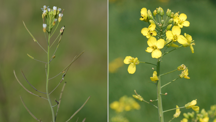 Inflorescences in Brassicaceae: Arabidopsis thaliana (left); Brassica napus (right) Photos of inflorescences in Brassicaceae: ebracteate racemes, in Arabidopsis thaliana (left) and Brassica napus (right)
