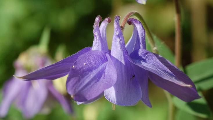 Flower of Aquilegia vulgaris (Ranunculaceae), with five spurred nectar leaves Photo of a flower of Aquilegia vulgaris (Ranunculaceae), with five spurred nectar leaves