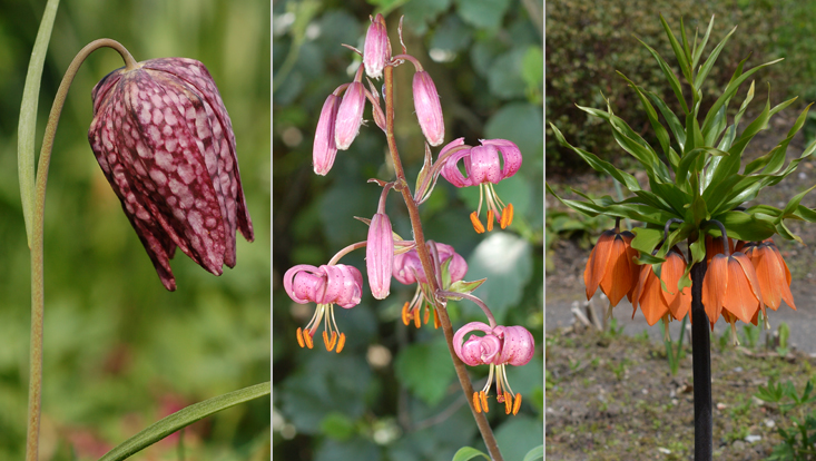Inflorescences of Liliaceae: Fritillaria meleagris (left), Lilium martagon (center), Fritillaria imperialis (right) Photos of inflorescences of Liliaceae: solitary flower in Fritillaria meleagris (left), raceme in Lilium martagon (center), pseudo-umbel in Fritillaria imperialis (right)