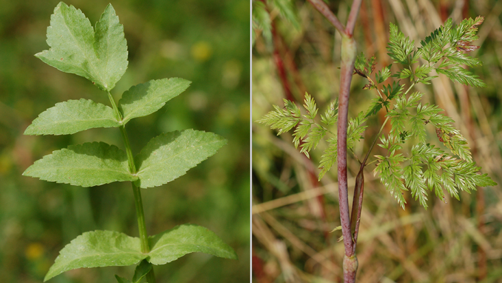 Leaves of Apiaceae: Helosciadium nodiflorum (left); Chaerophyllum bulbosum (right) Photos of leaves of Apiaceae: Helosciadium nodiflorum (left); Chaerophyllum bulbosum (right)