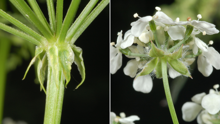 Details of Apiaceae inflorescences: first-order branching in Conium maculatum (left); umbellule of Anthriscus sylvestris (right) Photos of inflorescence details in Apiaceae: first-order branching of the umbel in Conium maculatum (left); umbellule of Anthriscus sylvestris (right)