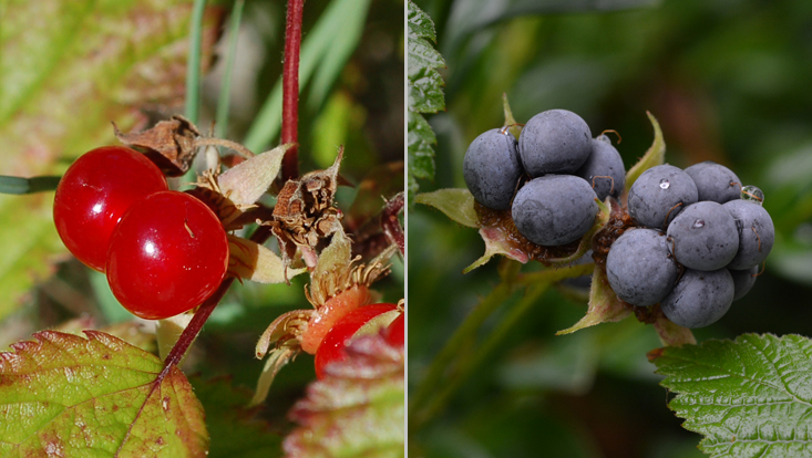 Druplets in Rosaceae: Rubus saxatilis (left); R. caesius (right) Photos of druplets in Rosaceae: Rubus saxatilis (left); R. caesius (right)