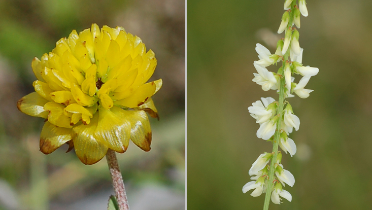 Inflorescences of Fabaceae; Trifolium badium (left); Melilotus albus (right) Photos of inflorescences of Fabaceae; Trifolium badium (left), almost capitulate; Melilotus albus (right), racemose