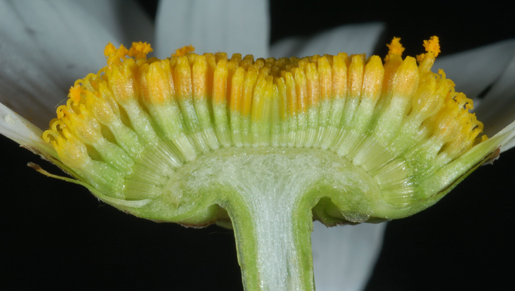 Longitudinal section of a capitulum of Leucanthemum vulgare (Asteraceae) Photo of a longitudinal section of a capitulum of Leucanthemum vulgare (Asteraceae)