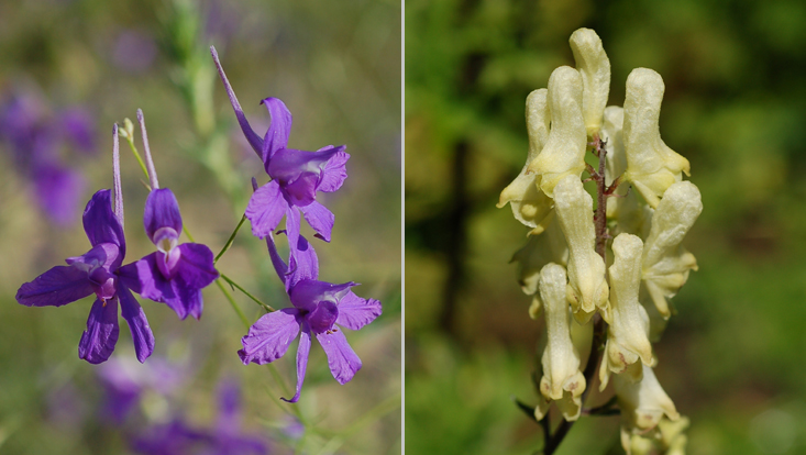Zygomorphic flowers in Ranunculaceae: Consolida regalis (left); Aconitum lycoctonum (right) Photos of zygomorphic flowers in Ranunculaceae: Consolida regalis (left), with spur; Aconitum lycoctonum (right), helmet-shaped