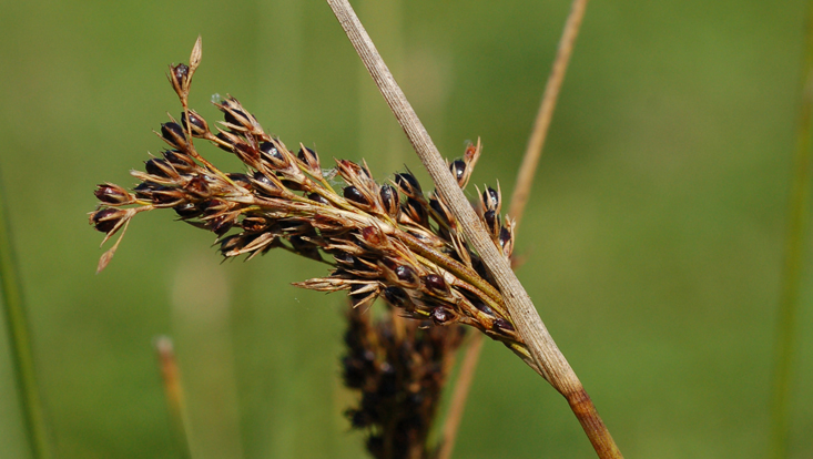 Infructescence of Juncus inflexus (Juncaceae) Photo of an infructescence of Juncus inflexus (Juncaceae)