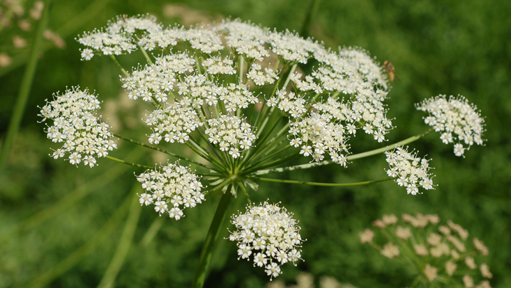 Double umbel in Laserpitium siler (Apiaceae) Photo of a characteristic double umbel in Laserpitium siler (Apiaceae)