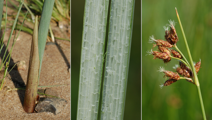 Schoenoplectus lacustris (Cyperaceae) Photos of Schoenoplectus lacustris (Cyperaceae): base of shoot (left); longitudinally cut shoot (center); tip of shoot with flowering spikelets (right)