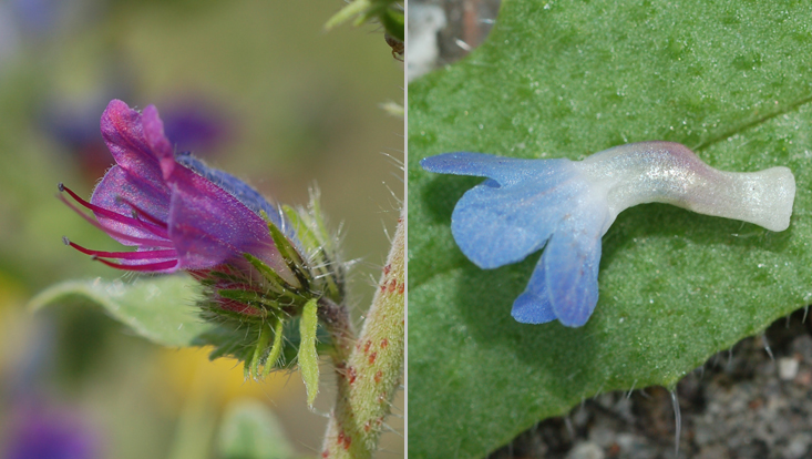 Zygomorphic flowers in Boraginaceae: Echium vulgare (left), Anchusa arvensis (right) Photos of zygomorphic flowers in Boraginaceae (a rare character): Echium vulgare (left), Anchusa arvensis (right)