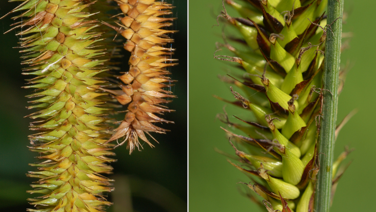 Fruiting spikes of Carex (Cyperaceae): C. pseudocyperus (left); C. riparia (right) Photos of fruiting spikes of Carex (Cyperaceae): C. pseudocyperus (left); C. riparia (right)