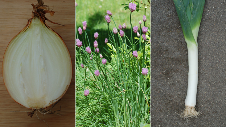 Crops in Amaryllidaceae: Allium cepa (left); Allium schoenoprasum (center); Allium porrum (right) Photos of crops in Amaryllidaceae: Allium cepa (left), longitudinal section of the bulb; Allium schoenoprasum (center); Allium porrum (right)