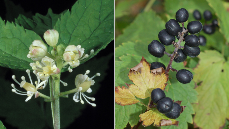 Flowers (left) and fruits (right) of Actaea spicata (Ranunculaceae) Photos of flowers (left) and fruits (right) of Actaea spicata (Ranunculaceae)