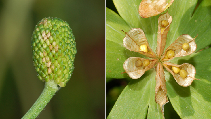 The most common fruit types in Ranunculaceae: nutlets in Ranunculus sceleratus (left); follicles in Eranthis hyemalis (right) Photos of the most common fruit types in Ranunculaceae: nutlets in Ranunculus sceleratus (left); follicles in Eranthis hyemalis (right)