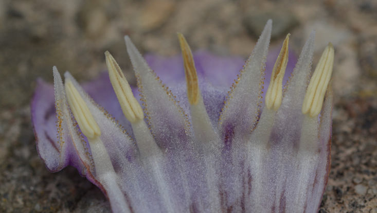 Corolla of Symphytum officinale (Boraginaceae), longitudinally opened Photo of a longitudinally opened corolla of Symphytum officinale (Boraginaceae), with faucal scales between the stamens