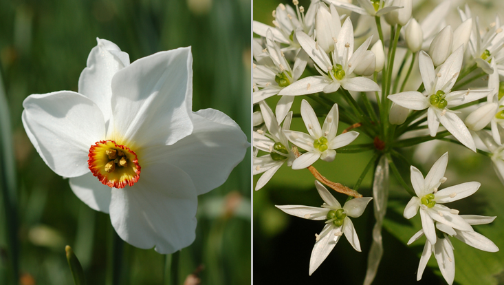 Amaryllidaceae flowers: Narcissus poeticus (left); Allium ursinum (right) Photos of Amaryllidaceae flowers: Narcissus poeticus (left); Allium ursinum (right)