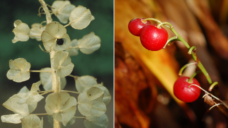 Asparagaceae fruits: Muscari botryoides (left); Convallaria majalis (right) Photos of Asparagaceae fruits: loculicidal capsules in Muscari botryoides (left); berries in Convallaria majalis (right)