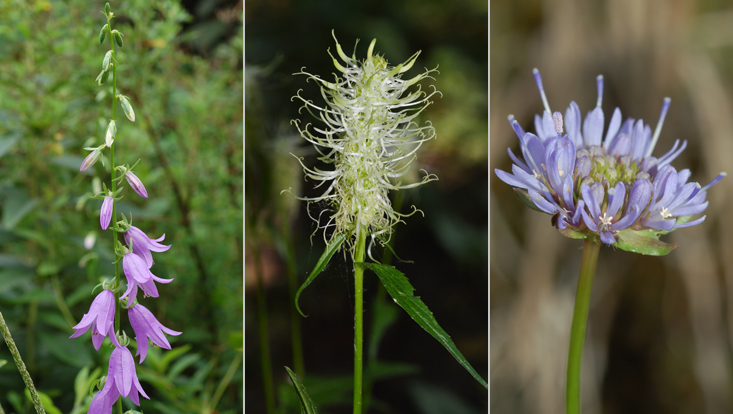 Inflorescences in Campanulaceae: Campanula rapunculoides (left); Phyteuma spicatum (center); Jasione montana (right) Photos of inflorescences in Campanulaceae: Campanula rapunculoides (left); Phyteuma spicatum (center); Jasione montana (right)