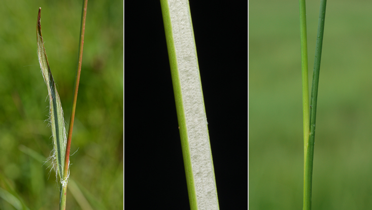 Culm and leaves of Juncaceae Photo of culm and leaves of Juncaceae: Luzula campestris (left); Juncus effusus (center), longitudinal section of leaf; Juncus articulatus (right)
