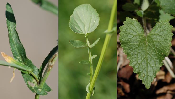 Leaves in Brassicaceae: Capsella bursa-pastoris (left); Barbarea vulgaris (center); Lunaria annua (right) Photos of leaves in Brassicaceae: Capsella bursa-pastoris (left); Barbarea vulgaris (center); Lunaria annua (right)