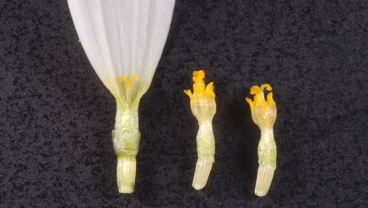 Florets of Leucanthemum vulgare: ray floret (left) and two disk florets Photo of florets of Leucanthemum vulgare: ray floret (left) and two disk florets, in male phase (center) and in female phase (right)