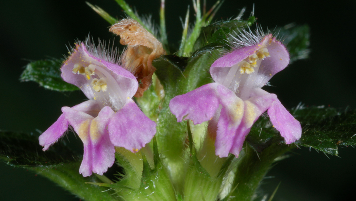 Flowers of Galeopsis bifida (Lamiaceae) Photo of flowers of Galeopsis bifida (Lamiaceae)