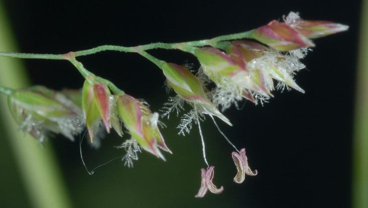 Panicle branch of Poa pratensis (Poaceae), with flowering spikelets Photo of a panicle branch of Poa pratensis (Poaceae), with flowering spikelets
