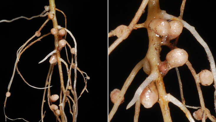 Roots of Trifolium dubium (Fabaceae), with nodules Photos of roots of Trifolium dubium (Fabaceae), with nodules