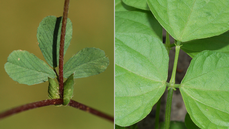 Fabaceae leaves: Trifolium dubium (left); Phaseolus vulgaris (right) Photos of Fabaceae leaves: Trifolium dubium (left), with stipules; Phaseolus vulgaris (right), with stipellules