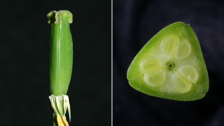 Ovary of Tulipa gesneriana: lateral view (left); cross section (right) Photos of the ovary of Tulipa gesneriana: lateral view (left); cross section (right)
