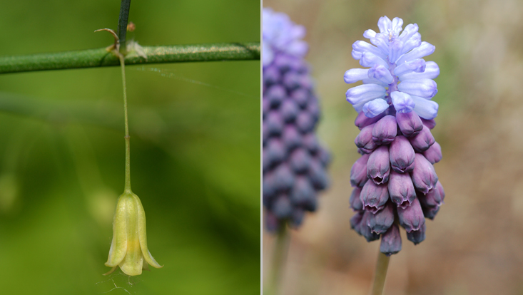 Inflorescences in Asparagaceae: Asparagus officinalis (left); Muscari latifolium (right) Photos of inflorescences in Asparagaceae: solitary flower in Asparagus officinalis (left); raceme in Muscari latifolium (right)