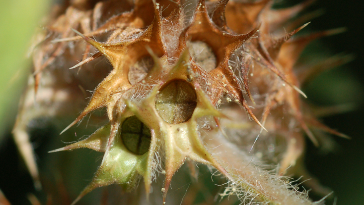 Calyces of Leonurus cardiaca (Lamiaceae), with almost mature fruits Photo of almost mature fruits of Leonurus cardiaca (Lamiaceae)