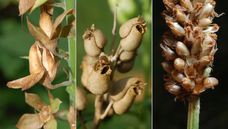 Fruits of Plantaginaceae: Digitalis purpurea (left), Antirrhinum majus (center), Plantago lanceolata (right) Photos of fruits of Plantaginaceae: septicidal capsules in Digitalis purpurea (left), poricidal capsules in Antirrhinum majus (center), operculate capsules in Plantago lanceolata (right)