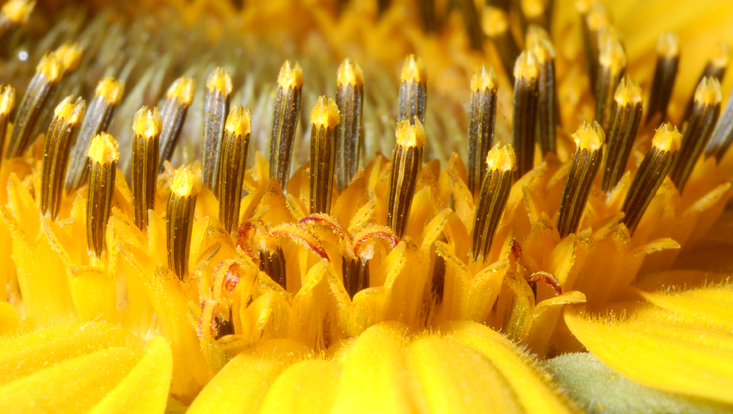 Rim of a capitulum of Helianthus annuus (Asteraceae) Closeup photo of the rim of a capitulum of Helianthus annuus (Asteraceae)