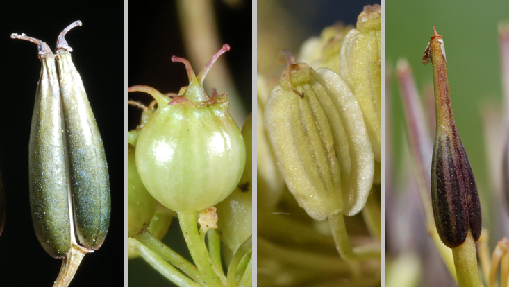 Fruits of Apiaceae, from left to right: Anthriscus sylvestris, Carum carvi, Angelica sylvestris, Scandix pecten-veneris Photos of fruits of Apiaceae, from left to right: Anthriscus sylvestris, Carum carvi, Angelica sylvestris, Scandix pecten-veneris