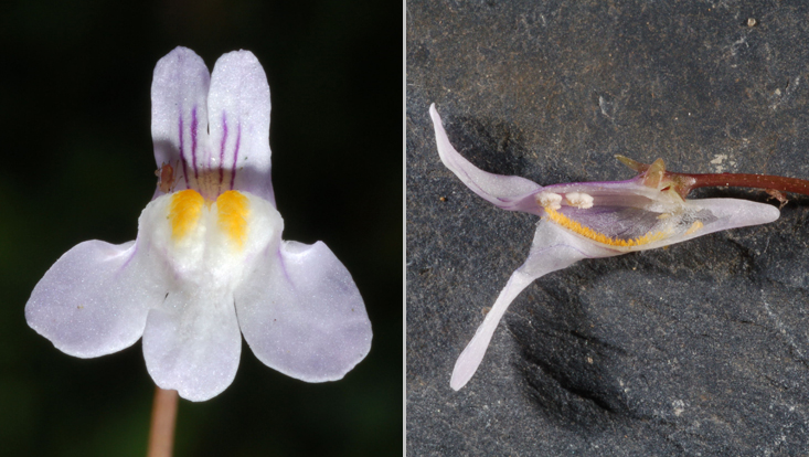 Flower of Cymbalaria muralis: frontal view (left) and longitudinal section (right) Photos of a flower of Cymbalaria muralis: frontal view (left) and longitudinal section (right)