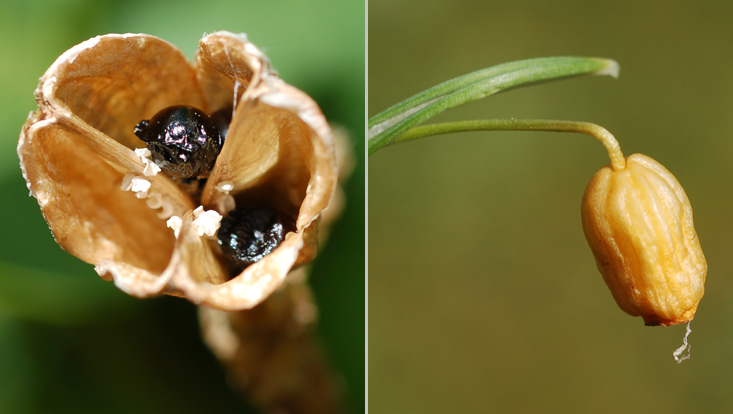Amaryllidaceae fruits: Narcissus pseudonarcissus (left); Galanthus nivalis (right) Photos of Amaryllidaceae fruits: loculicidal capsule of Narcissus pseudonarcissus (left); transitional form between capsule and berry in Galanthus nivalis (right)