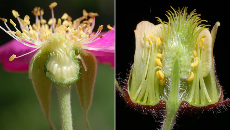 Longitudinal sections of Rosaceae flowers: Rosa rugosa (left); Geum urbanum (right) Photos of longitudinal sections of Rosaceae flowers: Rosa rugosa (left), carpels enclosed in hypanthium; Geum rivale (right), carpels raised on a gynophore